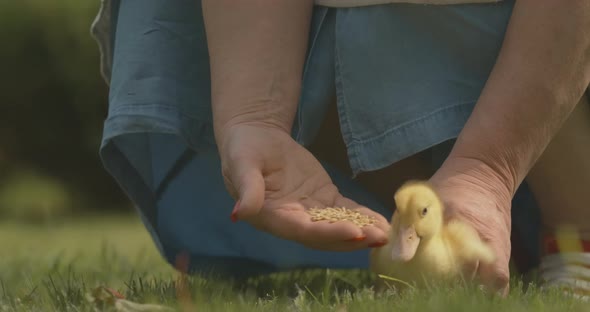 Unrecognizable Senior Woman Feeding Baby Duckling Outdoors. Female Caucasian Hands Holding Bird and alt
