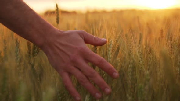 Slow Motion Person Walking Along Field at Sunset Hand Touching Soft Wheat Ears on Grainfield