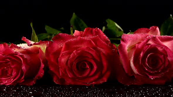 Red Roses on a Black Background alt