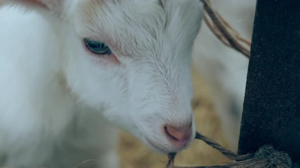 Closeup of a Funny Goat Cub Chewing on a Rope