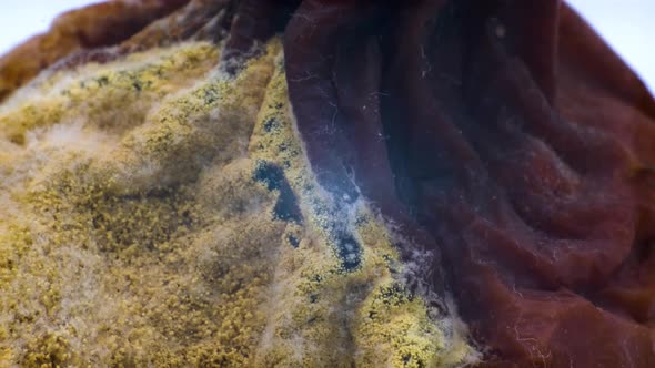 Rotten pear covered with mold with maggots alt