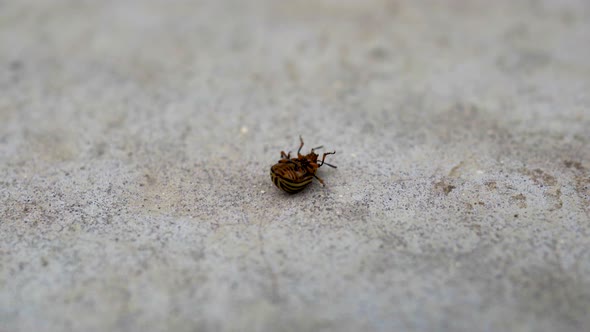 Colorado Potato Beetle Flips and Crawls