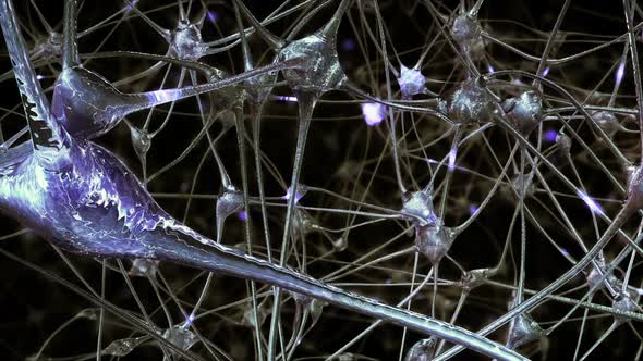 Network of Neurons and Synapses 
