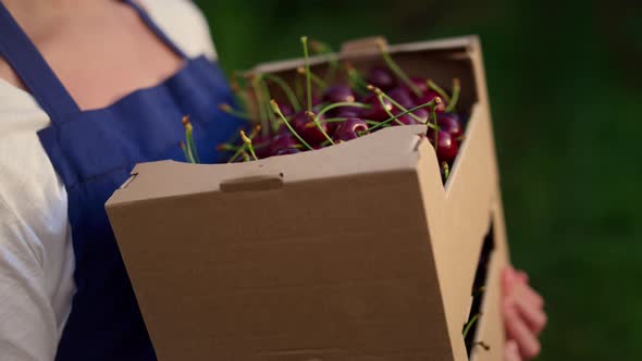 Farmer Show Cherry Box alt