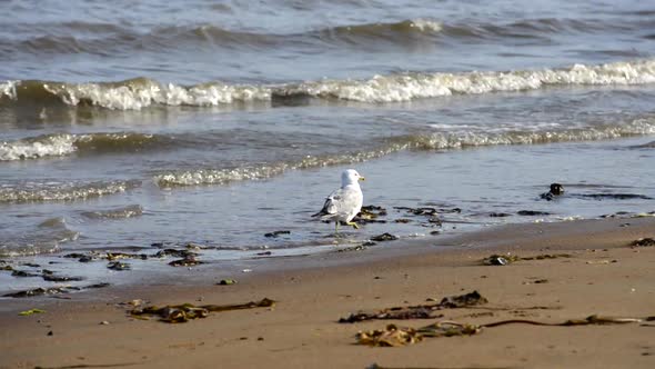 Wild Seagull eating what the tide bring to the shore on late afternoon. alt