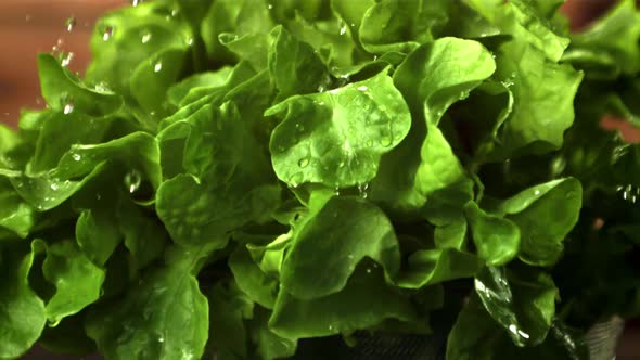 Super Slow Motion on the Lettuce Leaves Fall Drops of Water alt