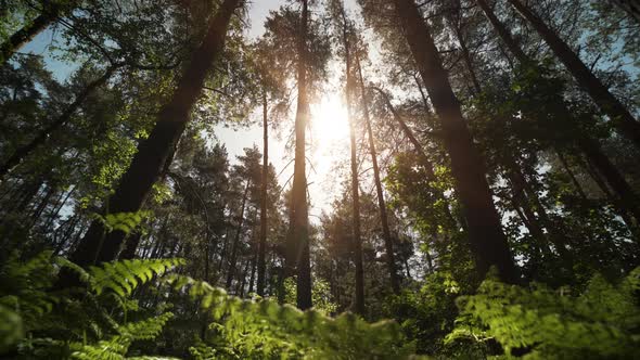 Forest tree tops in Summer