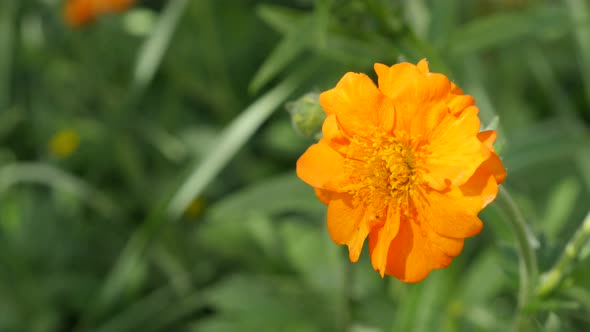 Orange Calendula officinalis Common Marigold flower shallow DOF 4K 2160p 30fps UltraHD footage - Eng alt