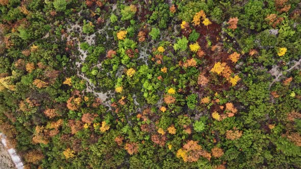 Autumn Forest Aerial View 4 K Turkey Alanya alt