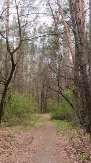Vertical Video of the Small Road in the Forest During the Day alt