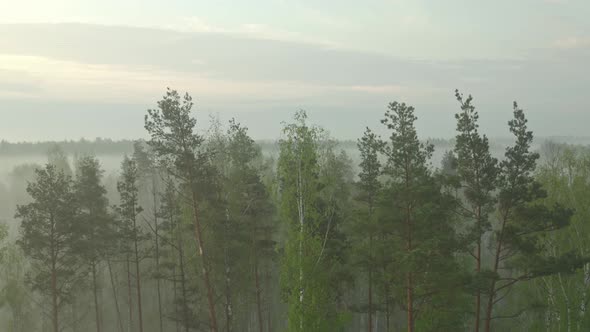 Forest at Sunrise alt