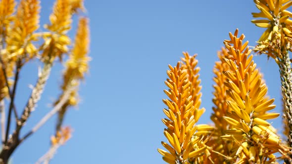 Aloe Succulent Plant Yellow Flower California USA
