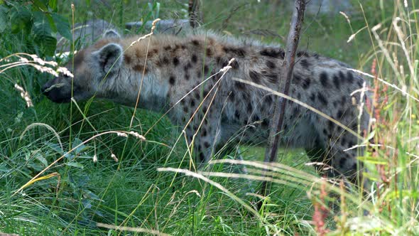 Tracking shot of wild Spotted hyena(Crocuta Crocuta) hunting in grass field,4k - Prores high quality alt