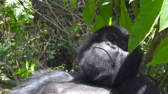 Mountain Gorilla in Forest