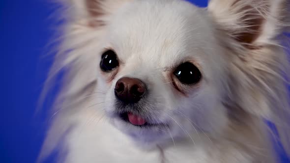 Portrait of a Funny White Chihuahua in the Studio on a Blue Background alt