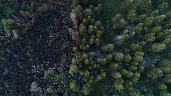 Rising aerial view of forest at the edge of where a wildfire was extinguished alt
