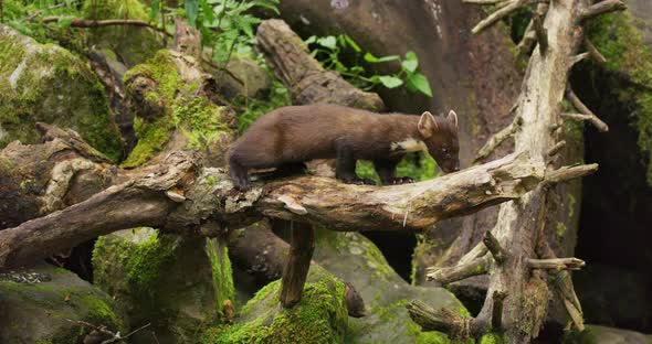 Wild European Pine Marten Eating in Primeval Forest alt