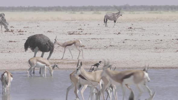 Crowded African Waterhole