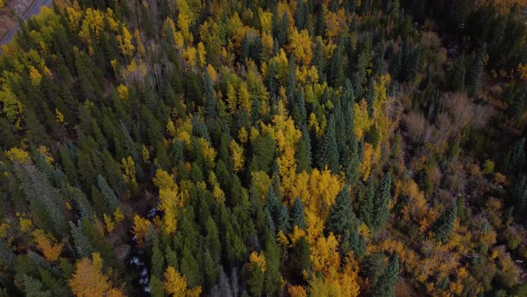 Viewing golden aspens in the fall then revealing Colorado Rocky Mountains, Aerial alt