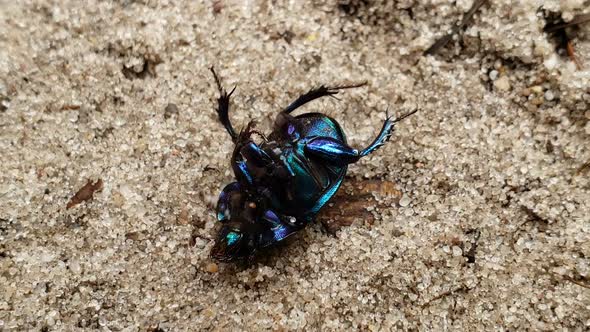 Black Beetle Lying Ground Up, Metallic Colored Insect in Forest, Entomology