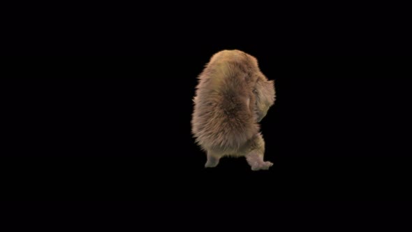 150 Bear Dancing 4K alt