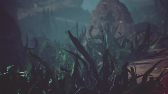 Beautifiul Underwater Panoramic View with Tropical Coral Reefs alt