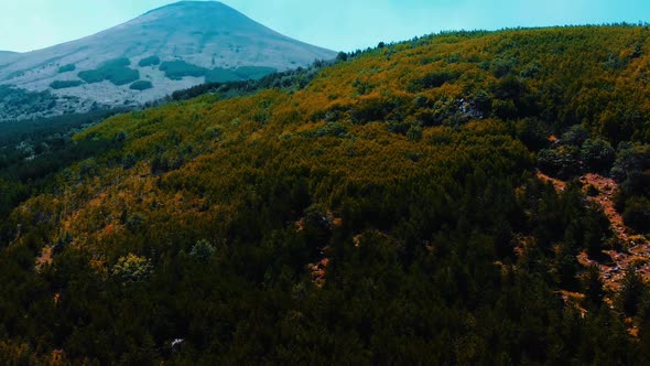 Forest and Hills alt