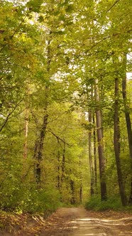 Vertical Video Forest with Trees in the Fall alt