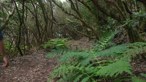 The Path of the Enchanted Forest