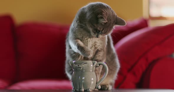 Grey House Cat Drinks From the Cat-shaped Mug By Dunking Its Paw Into the Water. alt