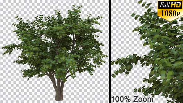 Breezy Nut Bush Tree Vol3 - Alpha Channel