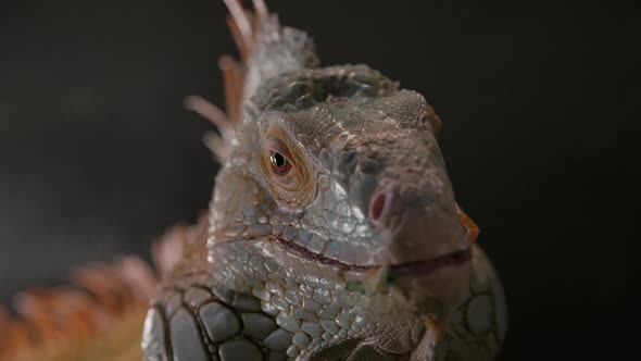 Green iguana close up amazing animal alt