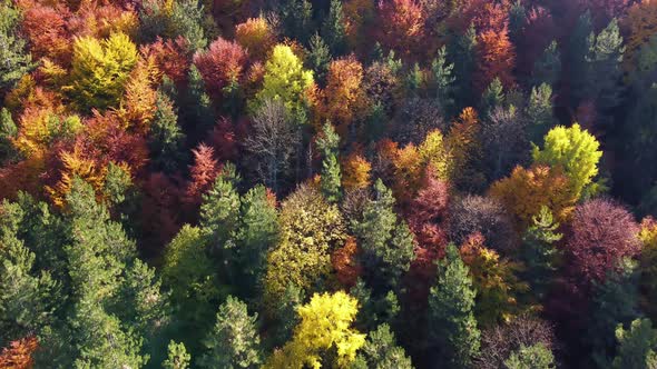 Aerial of autumn day with beautiful vibrant colorful leaves in the trees. Background and textures.