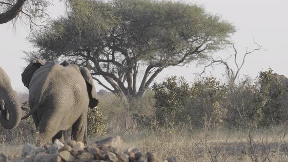 Elephants Wandering Around Waterhole