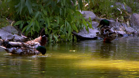 Animal Duck In A Lake alt