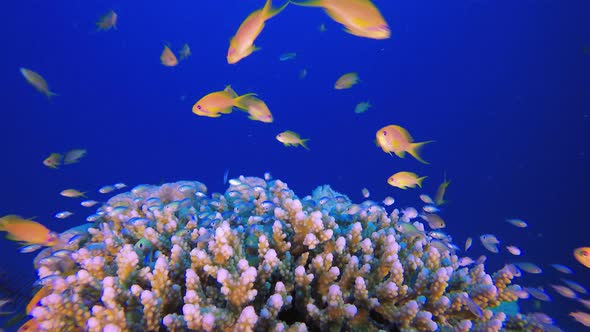 Colorful Tropical Fishes Seascape alt