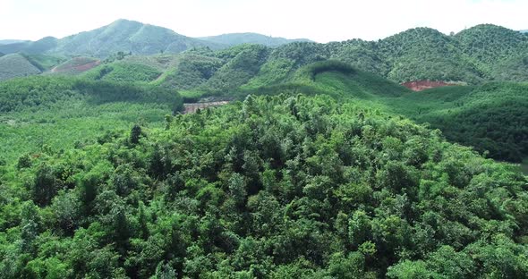 Mountain And Tree In Lam Dong Viet Nam 
