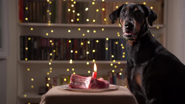Black Dog Sit on His Birthday at Home Indoor Against the Background of a Garland and Meat Cake alt