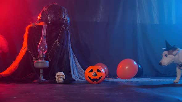 Halloween Celebration Concept. Funny Dog Eating From Halloween Pumpkin alt