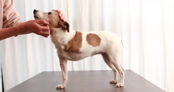 Woman Stroking Jack Russell Terrier Dog Without Paw alt