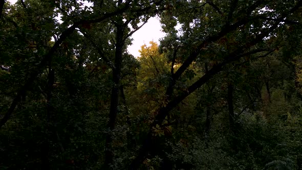 the Drone's Flight Through the Leaves and Branches of Trees alt