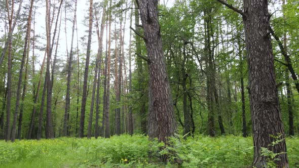 Wild Forest Landscape on a Summer Day alt