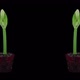 Time-lapse of opening white Alfresco amaryllis Christmas flower - VideoHive Item for Sale