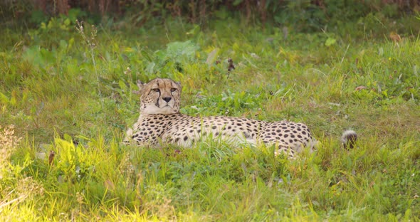 Cheetah Rolling Around and Relaxing on Field in Forest