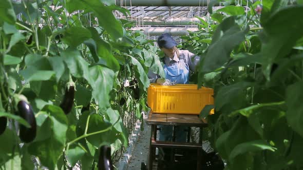 Employee Industrial Scissors Cuts Greenhouse Plants Eggplants alt