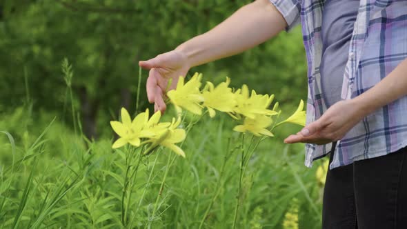 Blooming Garden Flowers of a Yellow Daylily Closeup alt