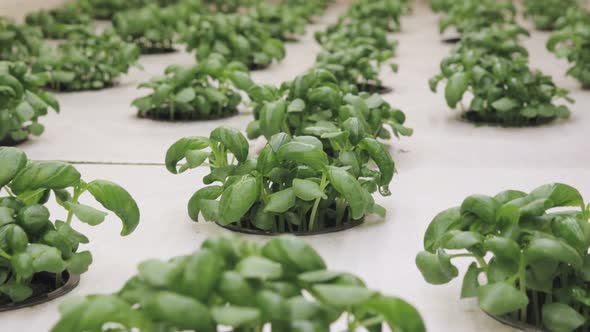 Growing basill and herbs in hydroponic system, seed pods made of rock wool alt