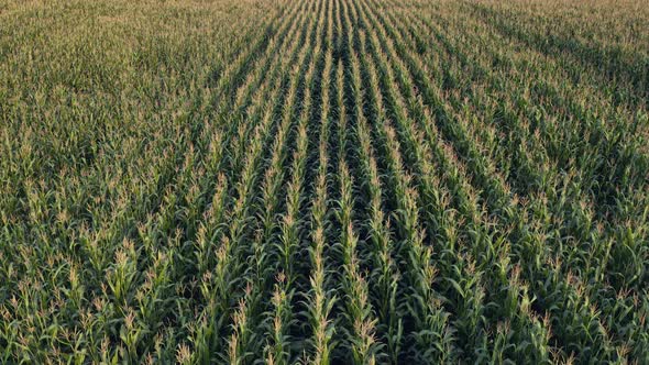 Corn field, flight over the cream of corn stalks, excellent growth