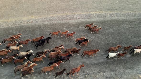 Wild Horses Running. Herd of Horses, Mustangs Running on Steppes To River.  Hdr Slow Motion alt