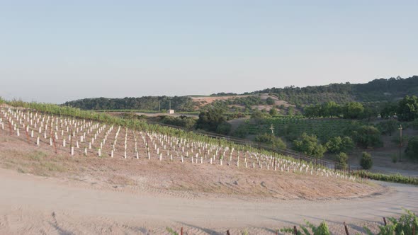 Aerial Drone Shot Revealing a House on a Hill Surrounded by Vineyards (Paso Robles,California) alt